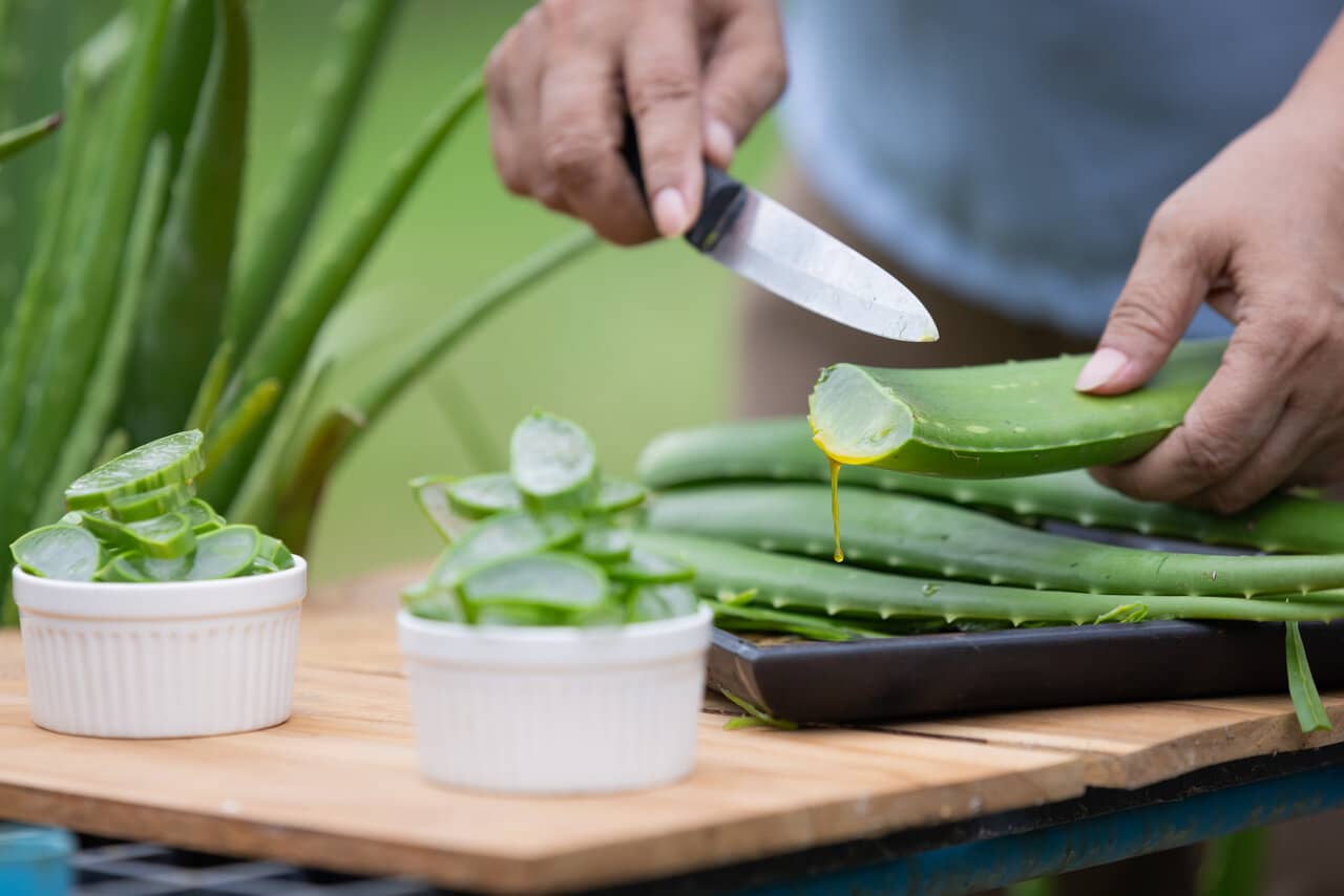 aloe vera klouby